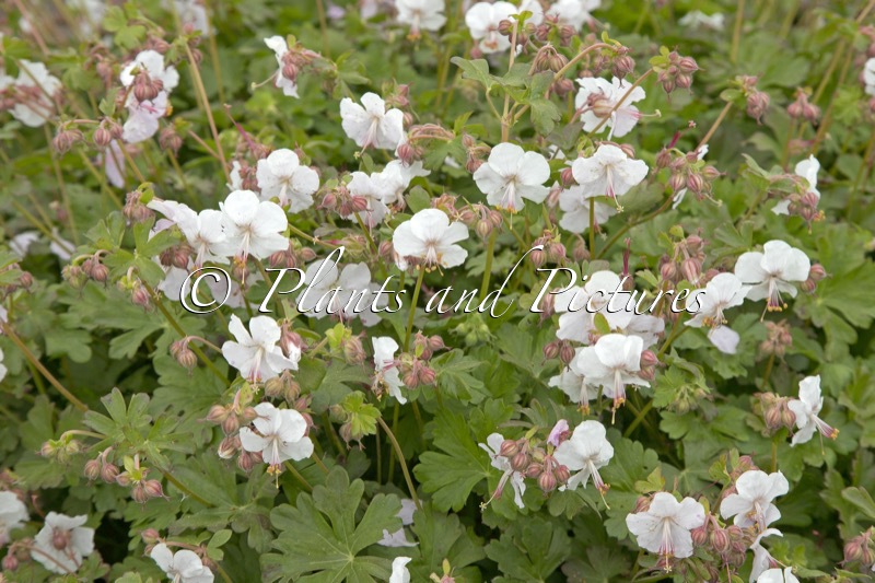 Geranium cantabrigiense ‘St Ola’