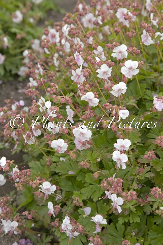Geranium cantabrigiense ‘Biokovo’