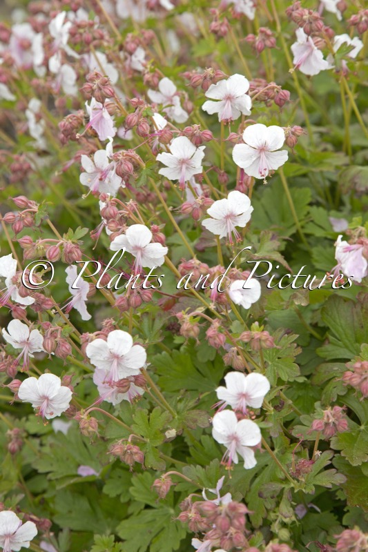 Geranium cantabrigiense ‘Biokovo’