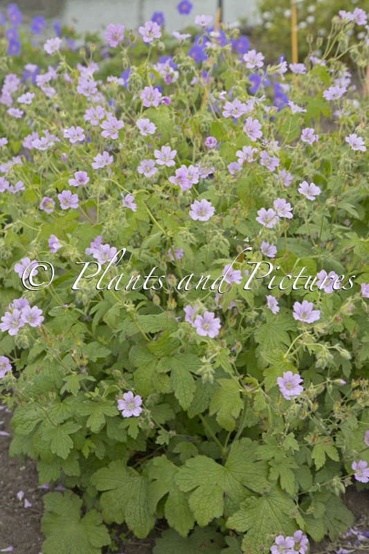 Geranium ‘Mrs Judith Bradshaw’