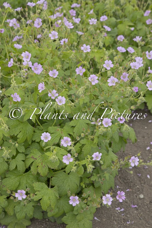 Geranium ‘Mrs Judith Bradshaw’