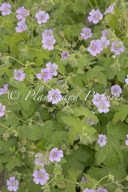 Geranium ‘Mrs Judith Bradshaw’