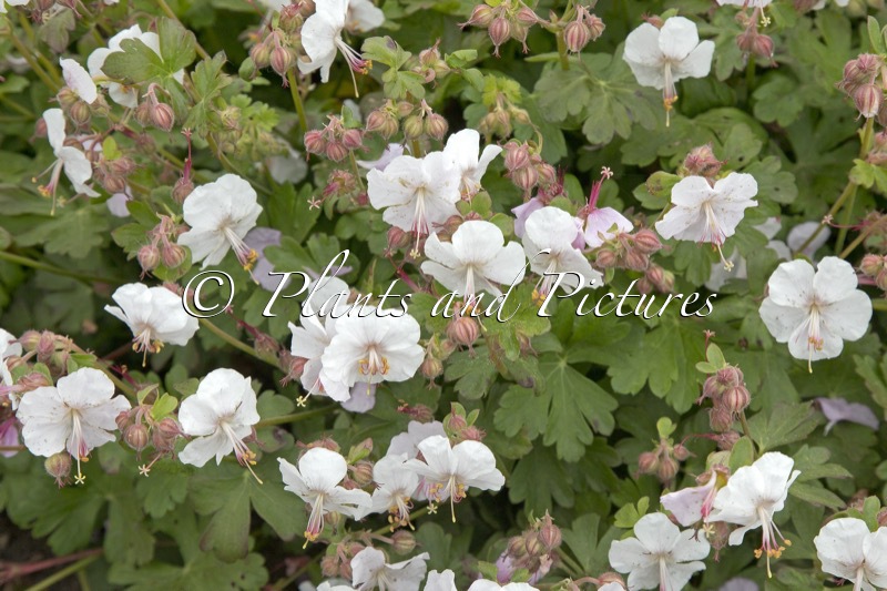 Geranium cantabrigiense ‘Hanne’