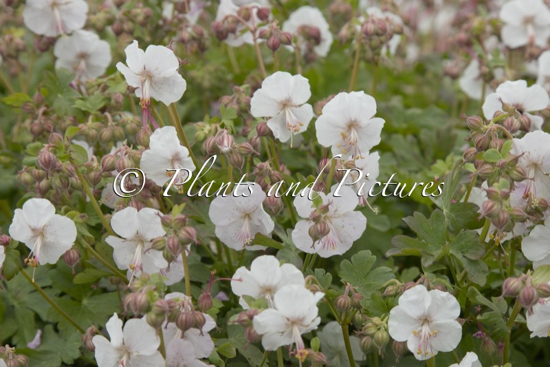 Geranium cantabrigiense ‘Hanne’