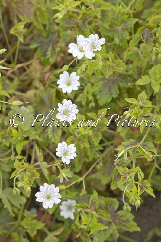 Geranium oxonianum ‘Tess’