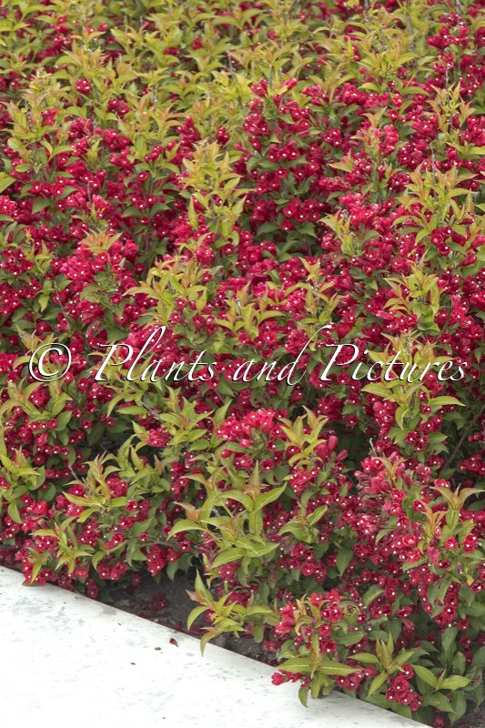 Weigela ‘Bokrarob’ (LITTLE RED ROBIN)