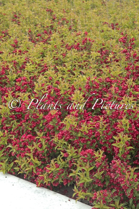 Weigela ‘Bokrarob’ (LITTLE RED ROBIN)