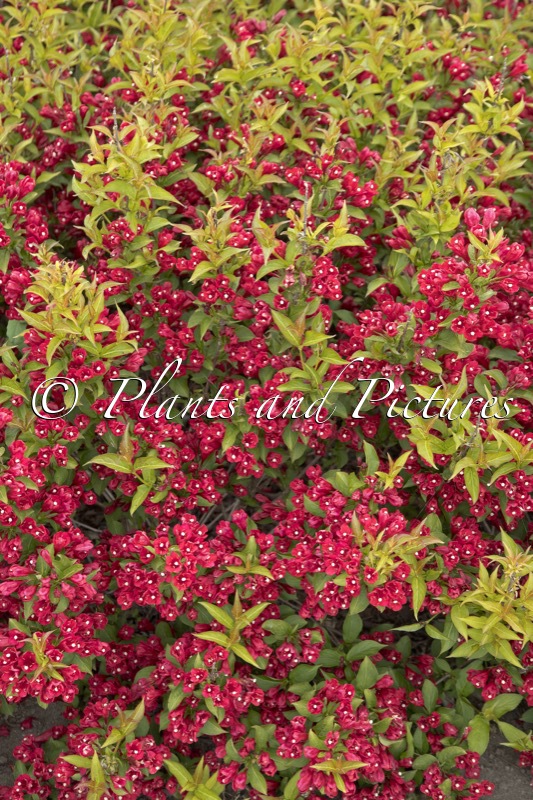 Weigela ‘Bokrarob’ (LITTLE RED ROBIN)