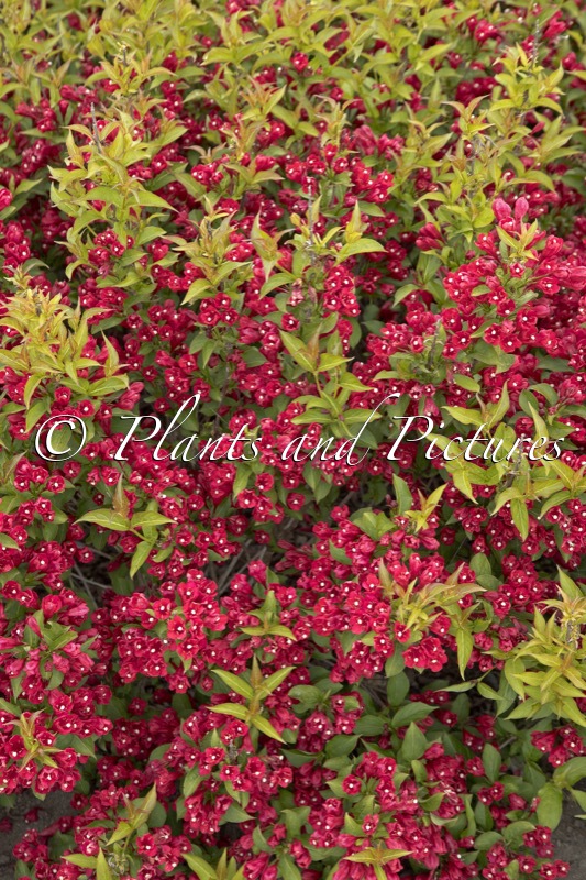 Weigela ‘Bokrarob’ (LITTLE RED ROBIN)