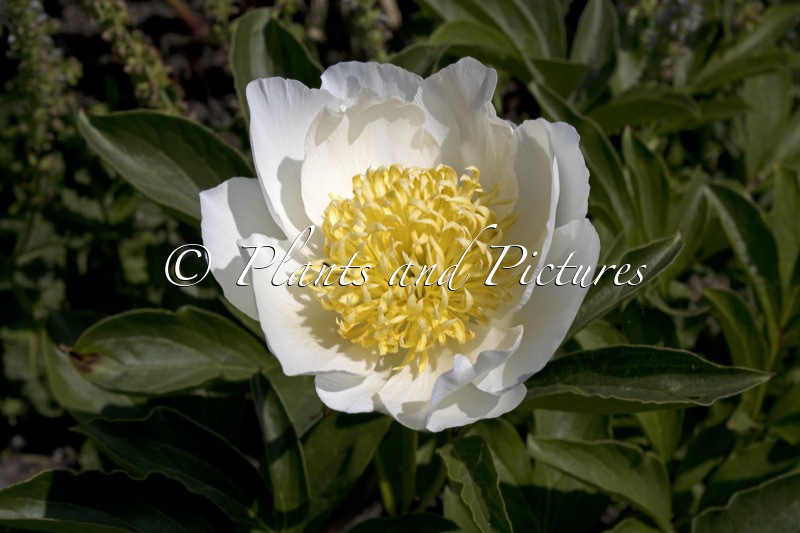 Paeonia ‘Jan van Leeuwen’