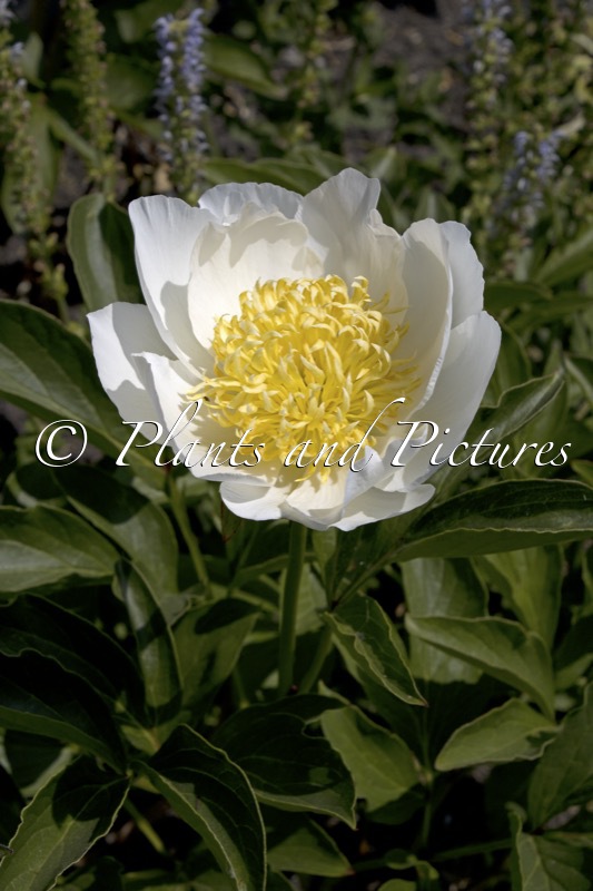 Paeonia ‘Jan van Leeuwen’