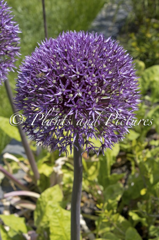 Allium ‘Purple Sensation’