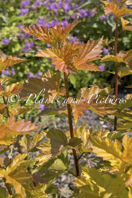 Physocarpus opulifolius ‘LP1’ (MAGIC BALL)