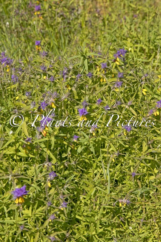 Melampyrum arvense