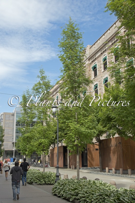 Sorbus aucuparia ‘Fastigiata’