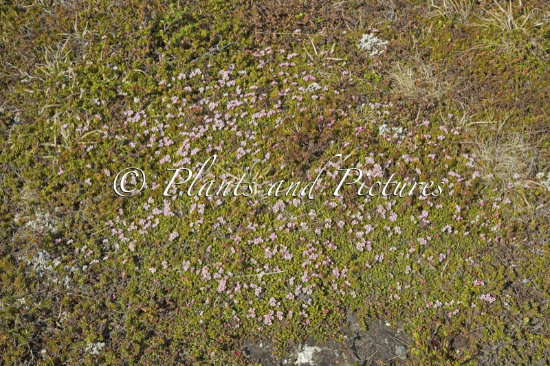 Kalmia procumbens
