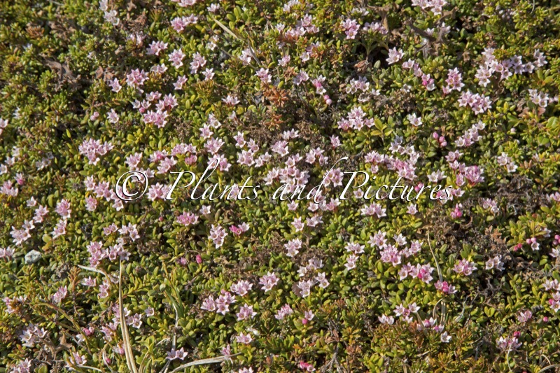 Kalmia procumbens