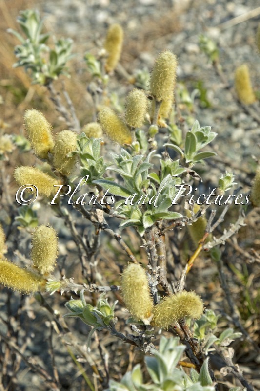 Salix lanata