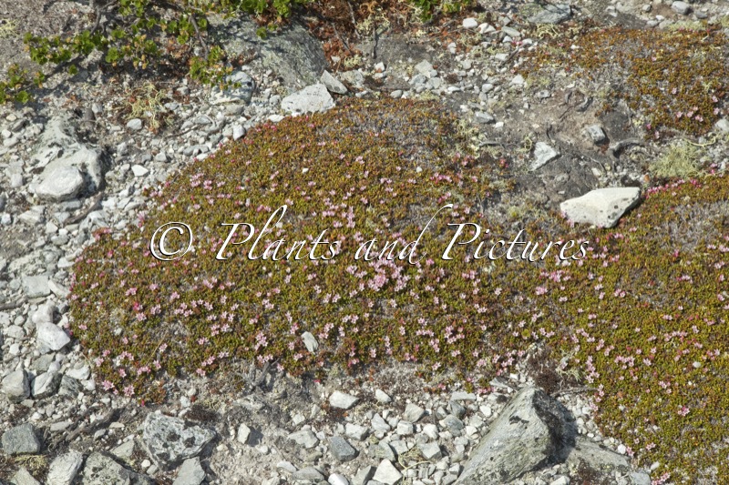 Kalmia procumbens