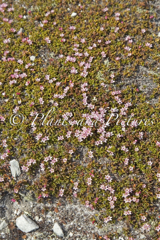 Kalmia procumbens