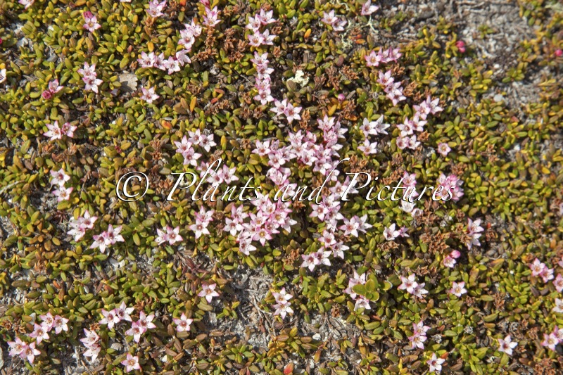 Kalmia procumbens