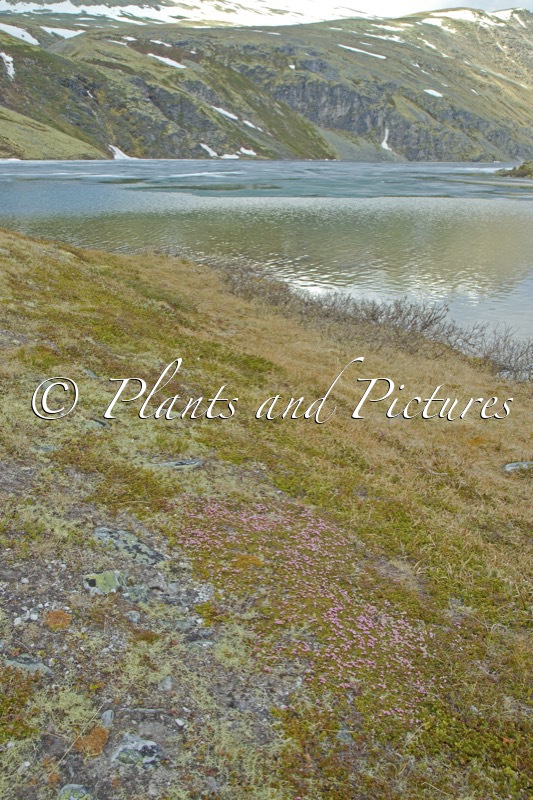 Kalmia procumbens