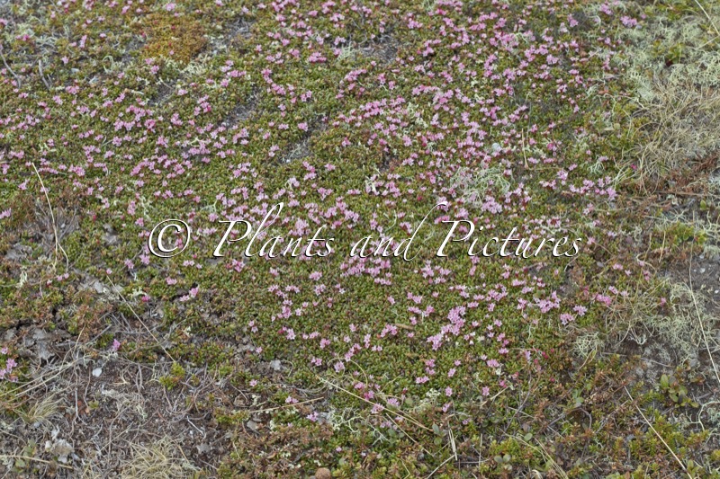 Kalmia procumbens