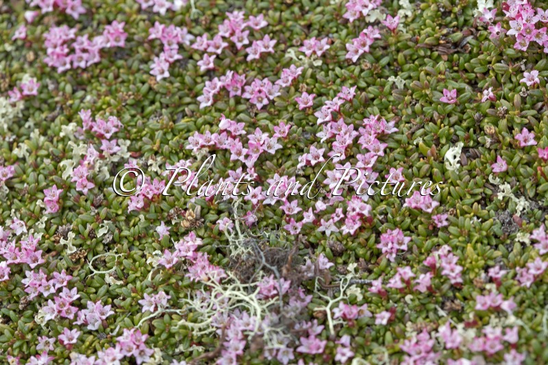 Kalmia procumbens