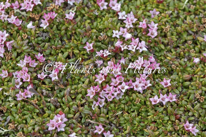 Kalmia procumbens