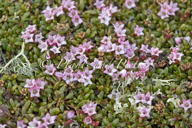 Kalmia procumbens
