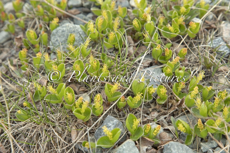 Salix herbacea