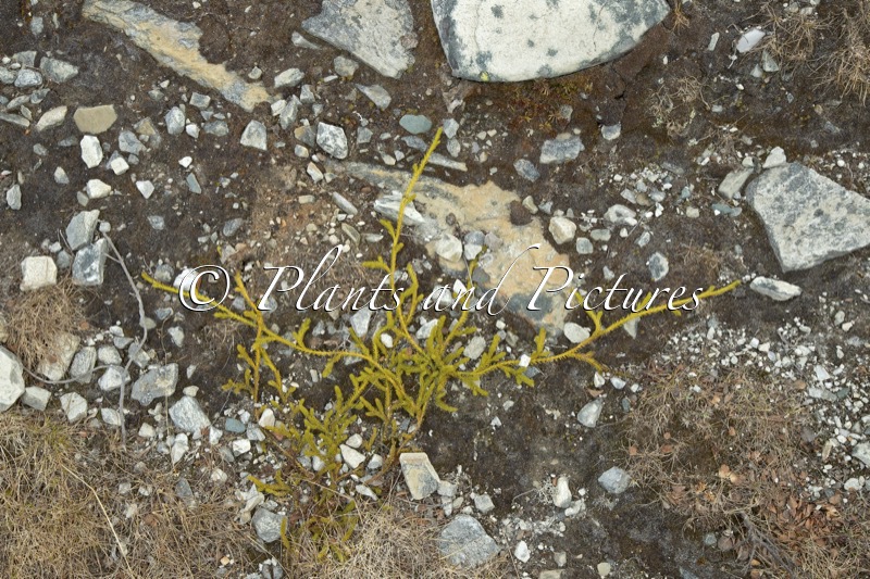 Lycopodium clavatum