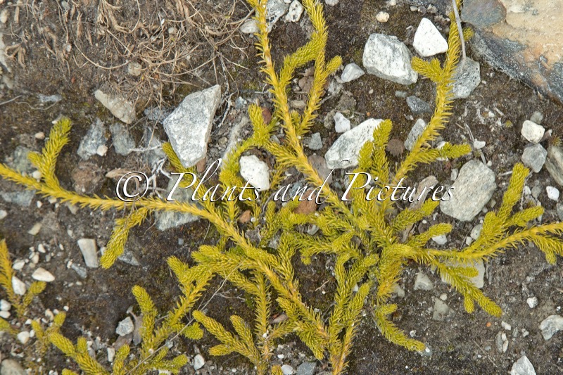 Lycopodium clavatum