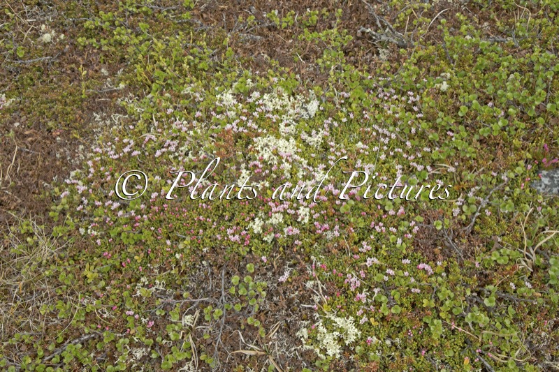 Kalmia procumbens