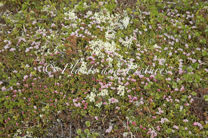 Kalmia procumbens
