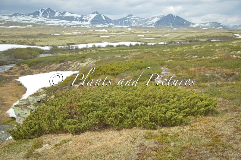 Juniperus communis
