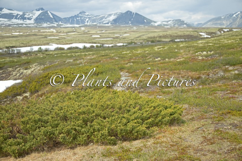 Juniperus communis