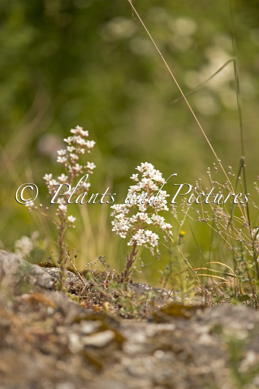 Saxifraga cotyledon