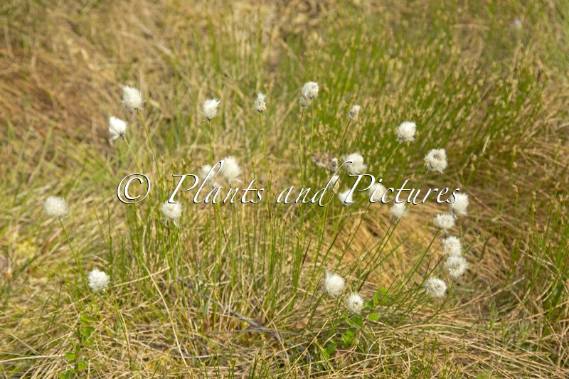 Eriophorum scheuchzeri