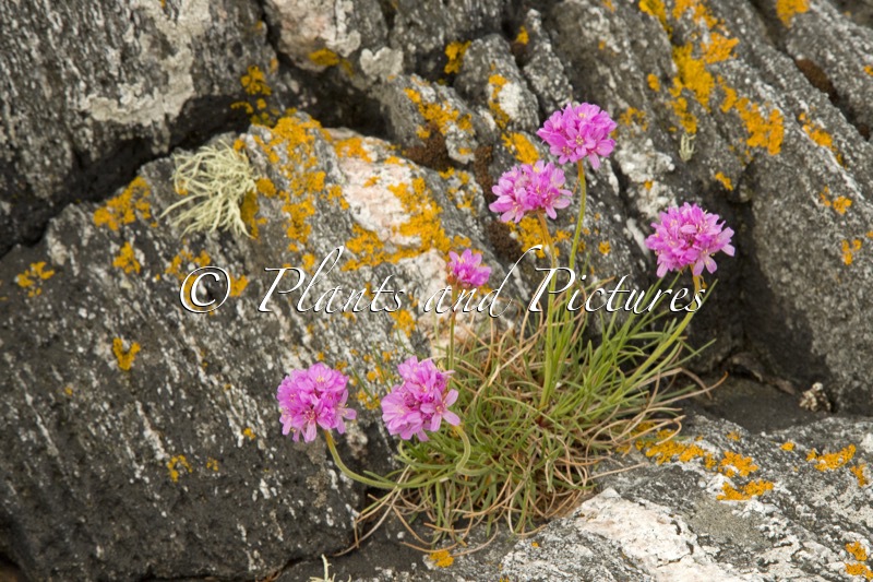 Armeria maritima