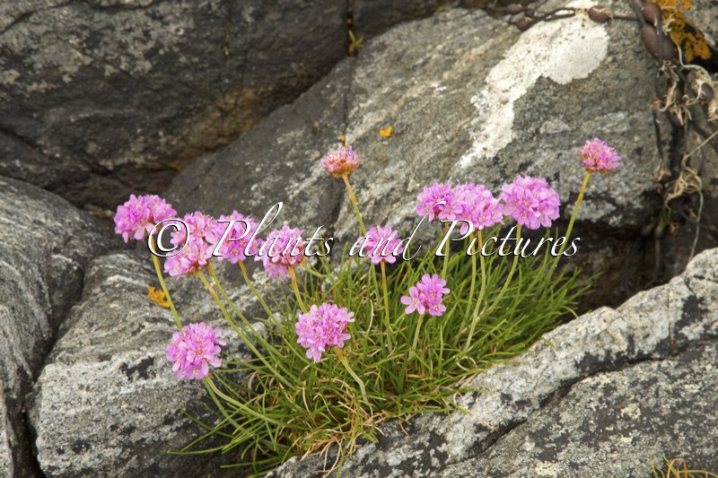Armeria maritima