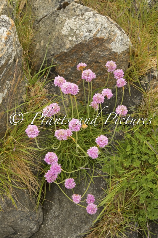 Armeria maritima