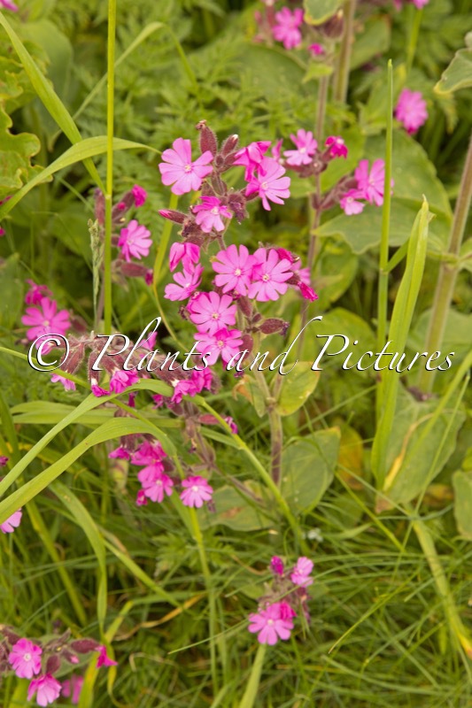 Silene dioica