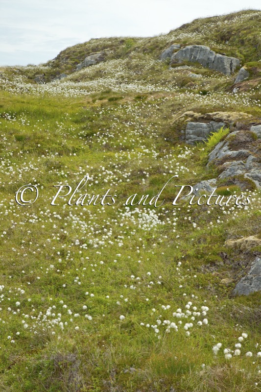 Eriophorum scheuchzeri