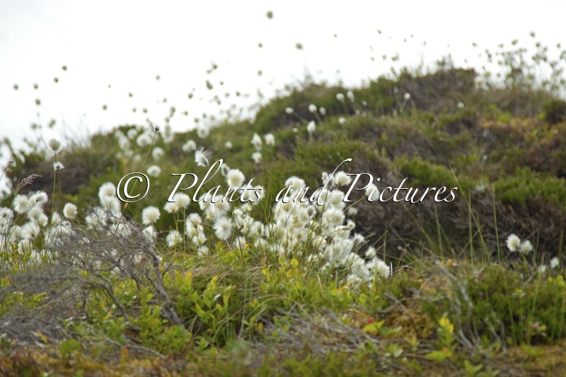 Eriophorum scheuchzeri
