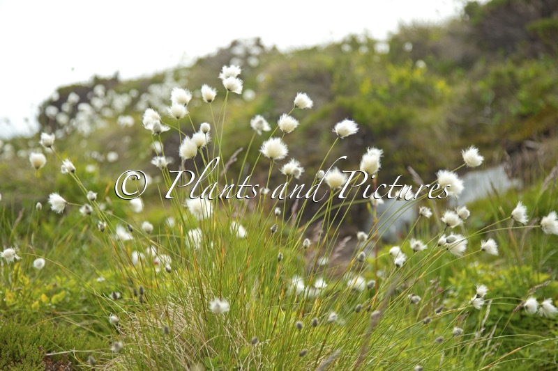 Eriophorum scheuchzeri