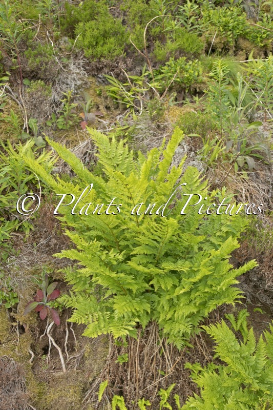 Dryopteris expansa