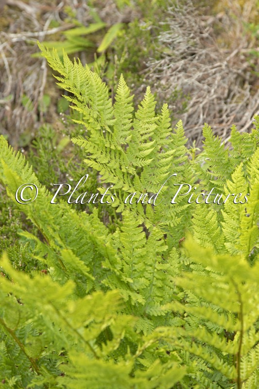 Dryopteris expansa