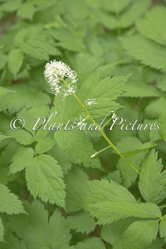 Actaea spicata