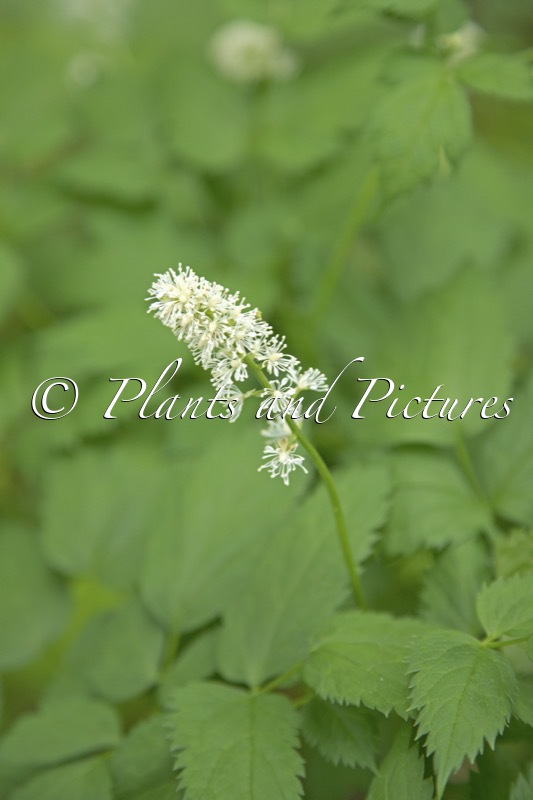 Actaea spicata